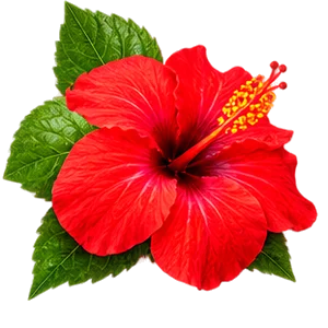 Ekstrakt z kwiatów hibiskusa